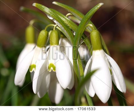 Snow-drop