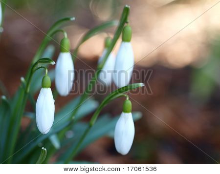 Snow-drop