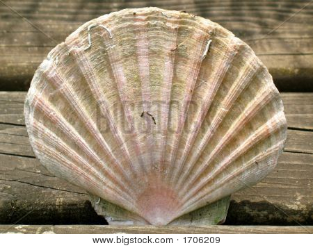 Sea Shell