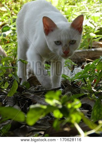 White cat walking in a green park.