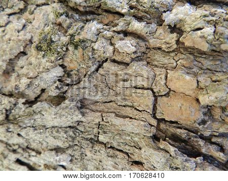 old strong Brown texture Bark wood background