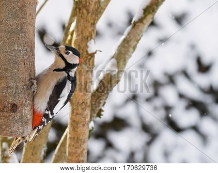 Great spotted woodpecker bird in black, white, crimson red patch on tree while snowing during winter in Austria, Europe (Dendrocopos major)