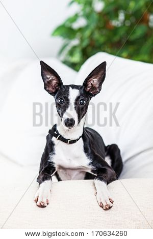 Puppy grayhound on bed in home