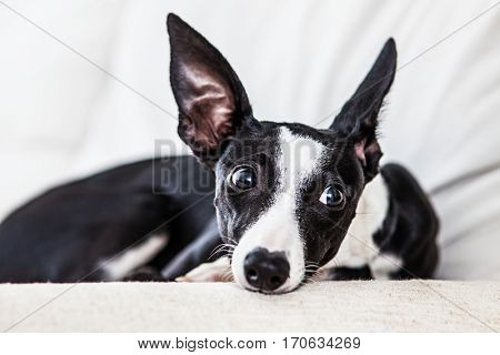 Puppy grayhound on bed in home listening