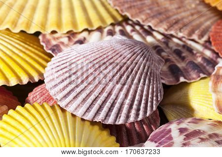 Background of colorful sea shells of mollusks close up.
