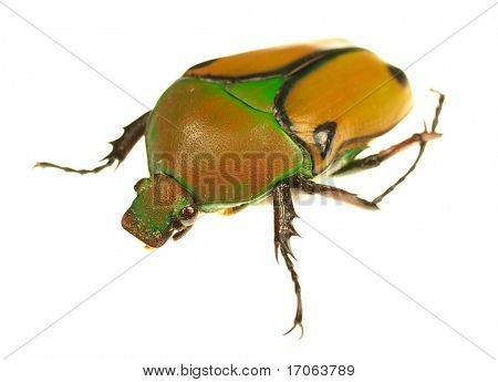 Chyba Eudicella euthalia bertherandi na bílém pozadí