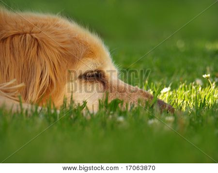 Leder af golden retriever