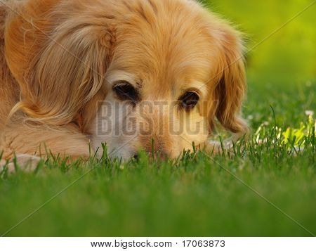 Leder af golden retriever