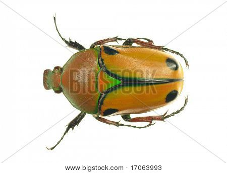 Scarabeo Vespa isolato on white