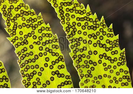 Spores lines and spots on underside of fern leaves.