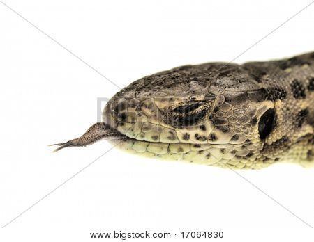 Lucertola Lacerta agilis