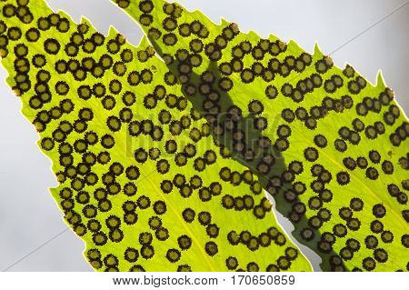 Spores lines and spots on underside of fern leaves.