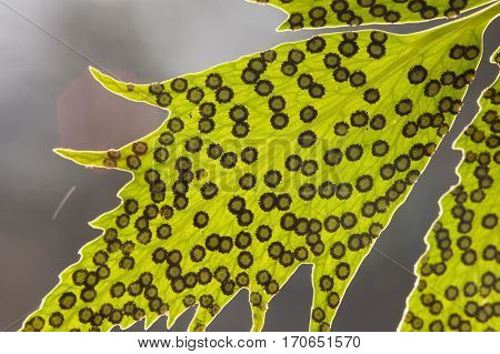 Spores lines and spots on underside of fern leaves.