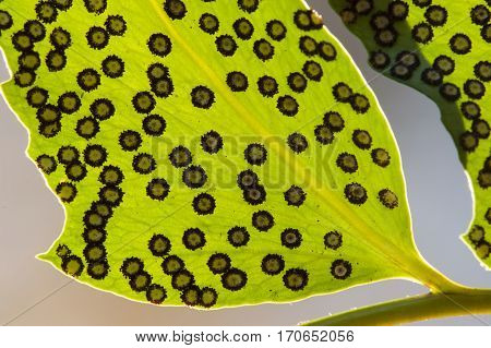 Spores lines and spots on underside of fern leaves.