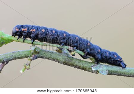 Portrait of a large dark-blue caterpillar with red spots on the sides