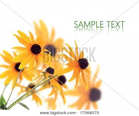 흰색 바탕에 아름 다운 Rudbeckia 꽃