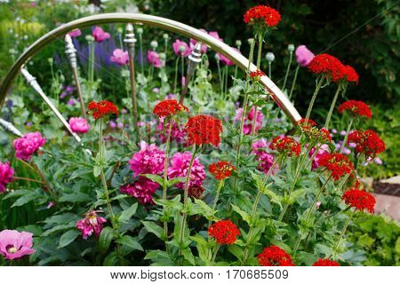Flowering Maltese cross plants flowering in the summer garden beside a brass spindle bed head board used as decoration