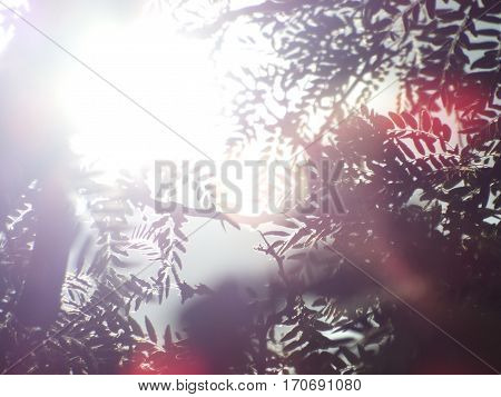 Leaves and branches shine light. Background. Atmospheric colors. Space for text.