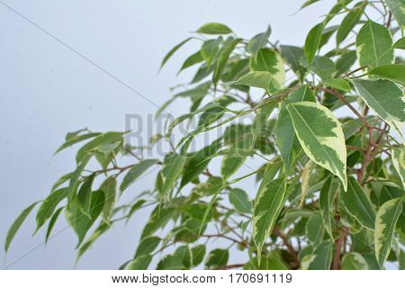 Ficus Benjamin on a white background. Indoor plant. The leaves on the branches. Background.