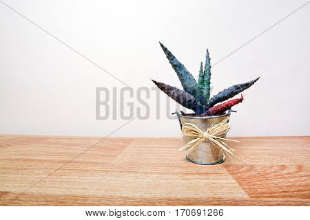 A small Cactus in a pot with a bow around it