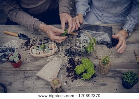 Botanical Environment Greenery Pottery Nature