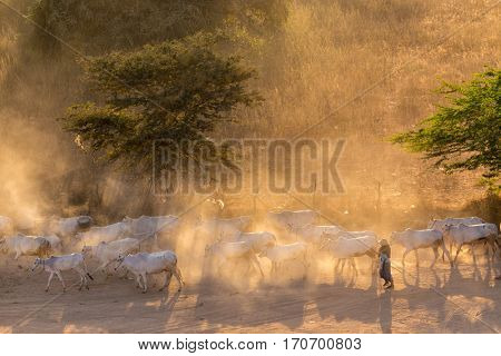 Burmese shepherdess leading her cow herd in dust at sunset, Bagan, Myanmar
