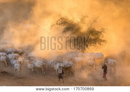 Burmese shepherdess leading her cow herd in dust at sunset, Bagan, Myanmar