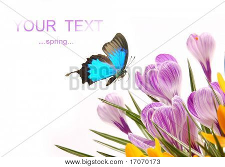 ผีเสื้อแปลกใหม่กับสปริง crocusses