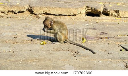 Baby monkey eating a banana at the monkey mountain, Thailand
