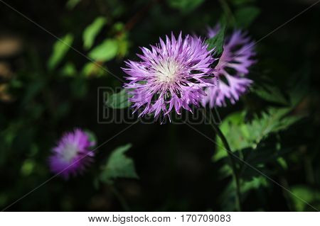Wildflowers on a meadow in a sunny day. Shot with a selective focus