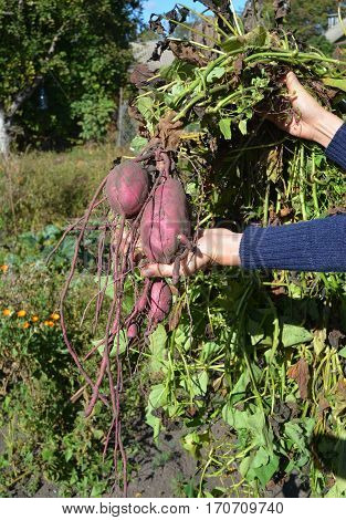 Sweet potatoes roots with harvest in the gardener hand. Sweet Potato: Planting Growing and Harvesting Sweet Potatoes.