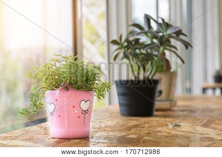 Flowers in pots Pink color with heart-shaped on a wooden table at the edge of the window.