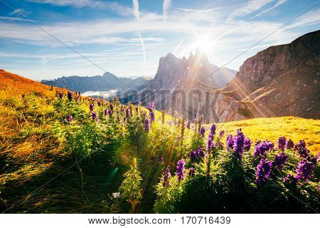 Calm view of the alpine hill in sunlight. Great and gorgeous morning scene. Location place Puez-Odle National Park, Gardena, Seceda peak, Geisler Dolomiti group. Tyrol, Italy, Europe. Beauty world.