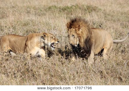 kvindelige og mandlige løve i Masai Marra reserve i Kenya Afrika