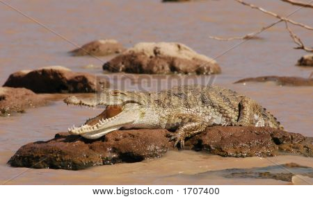 Coccodrillo