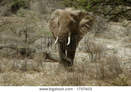 Elefant