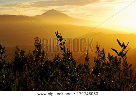 View on mount Teide or 