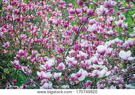 Pink blossoming magnolia trees in the spring garden.
