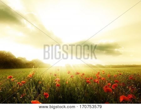 Field of poppies flowers on a sunset.Wild poppies landscape