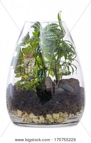 Terrarium Garden isolated on white. Modern glass vase.