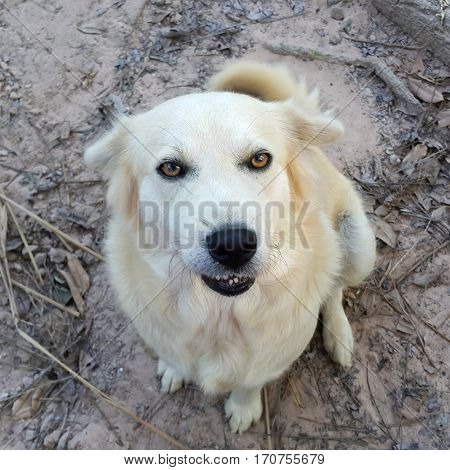 young small cute lovely mini size crossbreed puppy dog from two or more toys purebred white pastel beige colour long fur and ears black eyes playing around portraits closeup