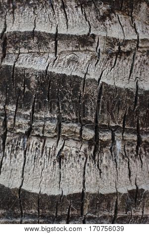 The skin of the palm trees are natural.