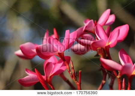 Many flower frangipani fuchsia color in the garden.