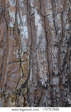 With the natural texture of the bark.