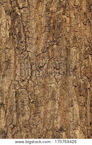 With the natural texture of the bark.