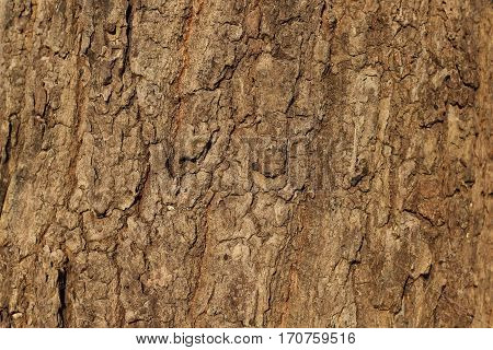 With the natural texture of the bark.