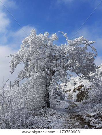 Beautiful tree covered with snow on a blue sky