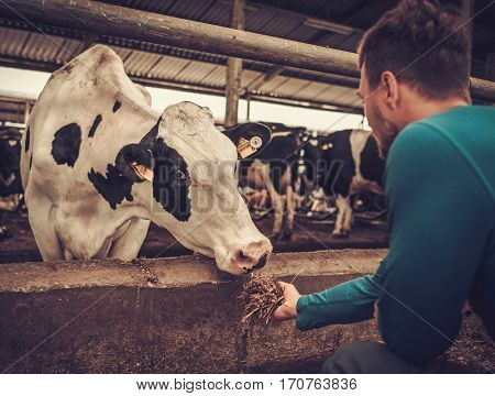 Young farmer feeding cow in the cowshed in dairy farm