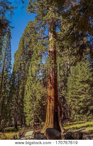 In The Kings canyon and Sequoia national Park