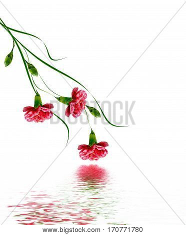 Colorful carnation flowers isolated on white background.